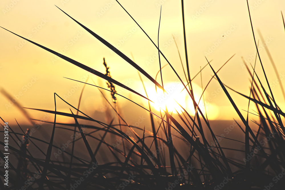 Sunshine through grass Sunshine through grass