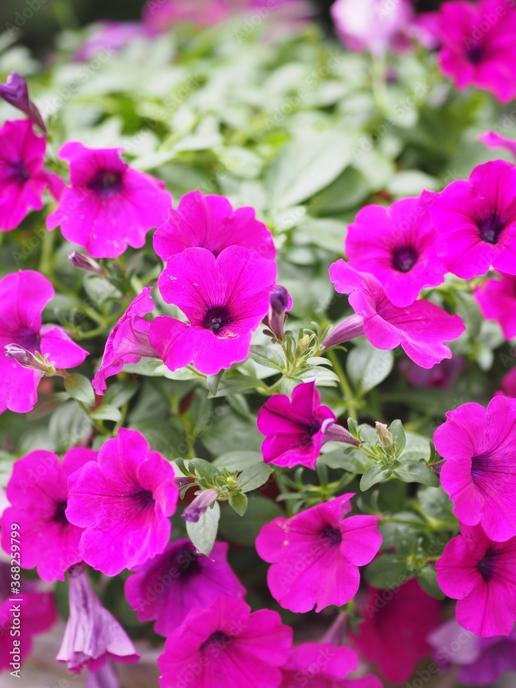 Wave dark pink Cascade color, Family name Solanaceae, Scientific name Petunia hybrid Vilm, Large petals single layer Grandiflora Singles flower in a plastic pot blooming in garden on blurred nature ba