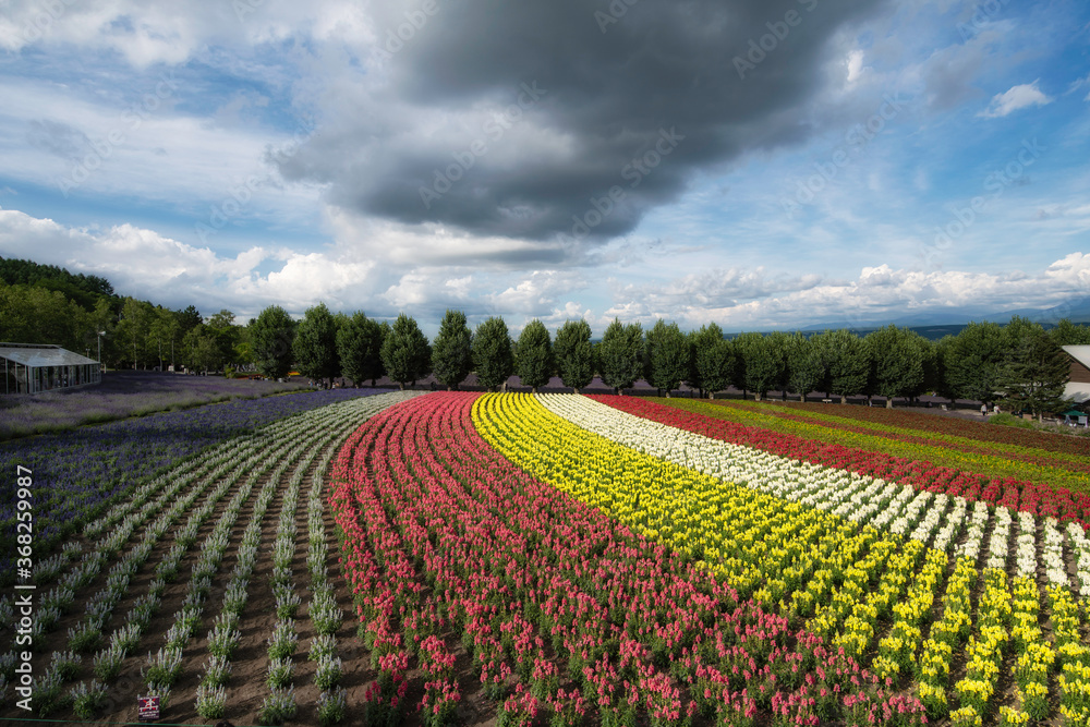 Flower Garden at Farm in Furano Hokkaido Japan.