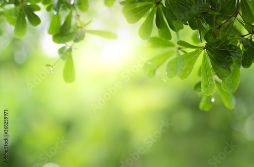 Close up view of green leaf on greenery blurred background and sunlight in garden using for natural green plant ,ecology and copy space for wallpaper and backdrop.