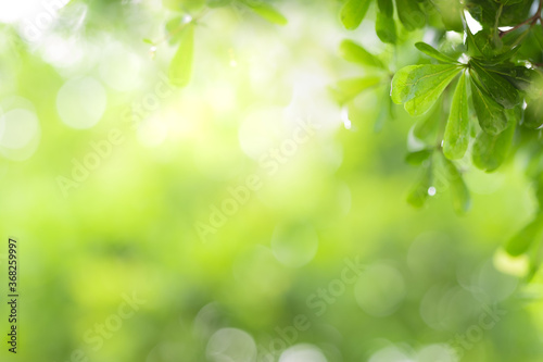 Close up view of green leaf on greenery blurred background and sunlight in garden using for natural green plant ,ecology and copy space for wallpaper and backdrop. © Dilok