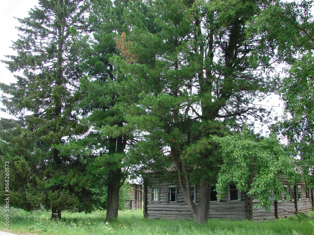 Obraz premium cedars near the old house