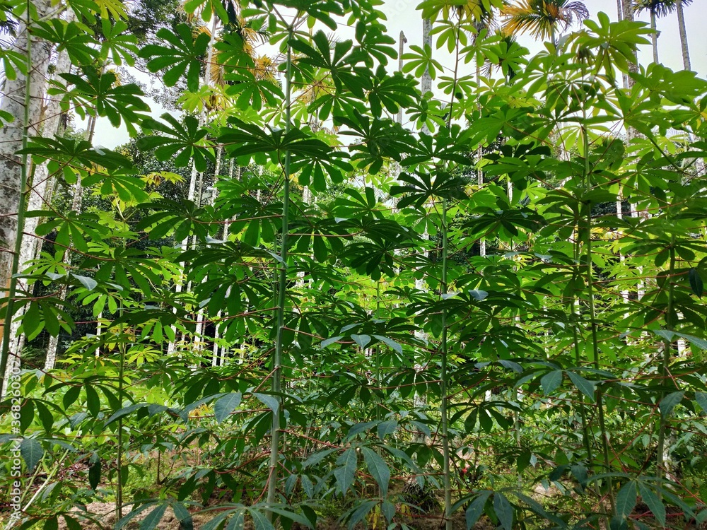 Tapioca plant showing us it's Beauty