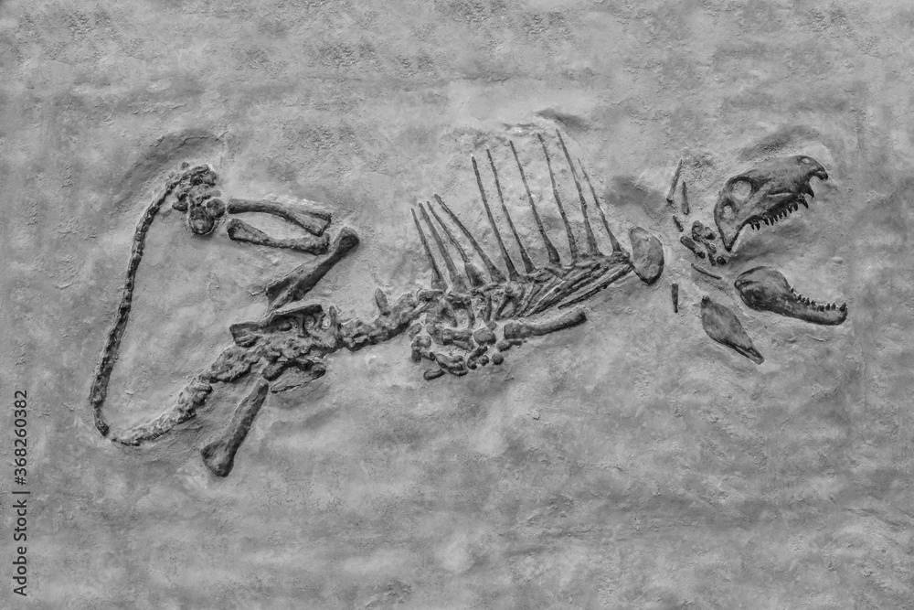 Φωτογραφία Dinosaur fossil : petrification skeleton of  dinosaur with open mouth
