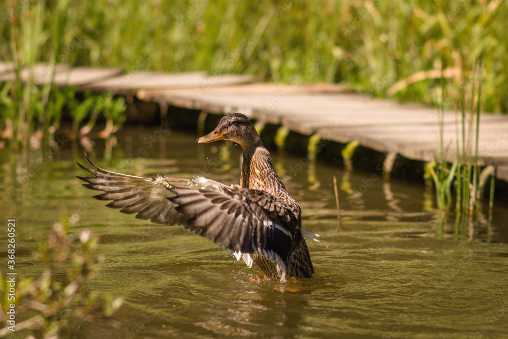 Fototapeta premium duck in the water