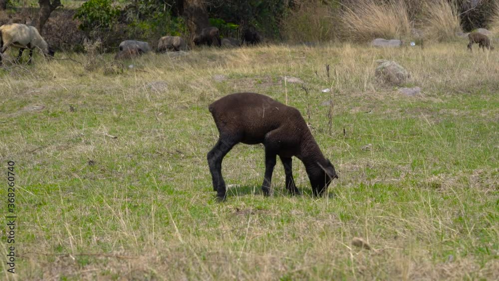 long shot. farming concept.Little fluffy black lamb on the farm eating grass. green meadow. 4K long shot. farming concept.Little fluffy black lamb on the farm eating grass. green meadow. 4K