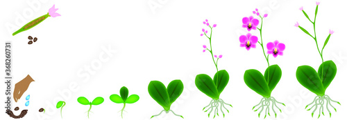Cycle of growth of a plant of a orchid isolated on a white background.