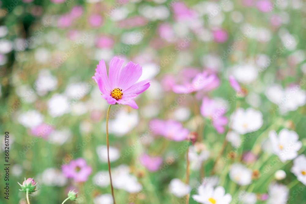 Purple and white cosmos flower in the field Purple and white cosmos flower in the field