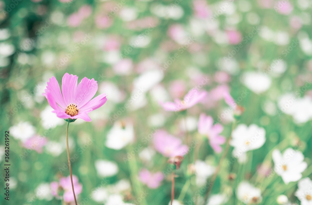 Purple and white cosmos flower in the field Purple and white cosmos flower in the field