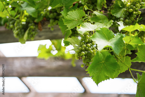 Grapes on Pergola Gazebo