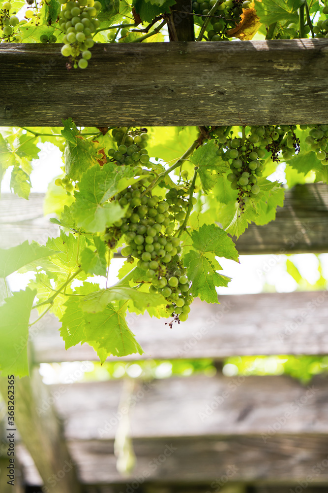 Grapes on Pergola Gazebo Grapes on Pergola Gazebo