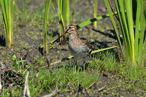 Bilde på lerret Wilson's Snipe in marsh