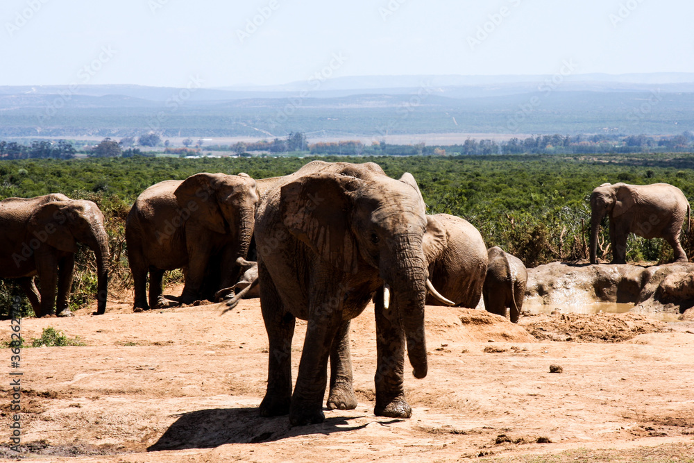 Fototapeta premium South Africa