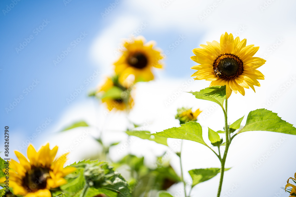 Sunflowers reaching for sky with bee Sunflowers reaching for sky with bee