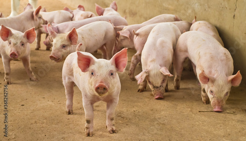 suinocultura porcos novos na granja leitão photo