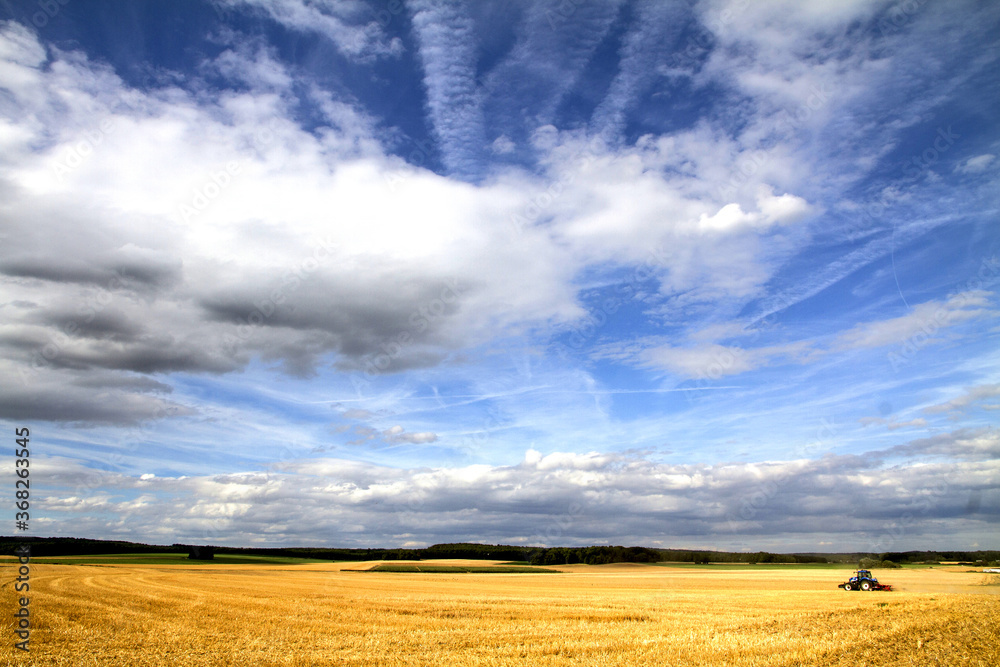 Fototapeta premium wheat field and blue sky