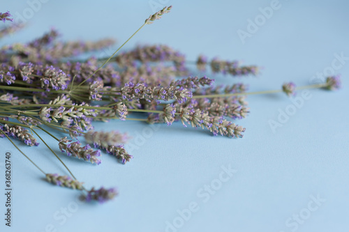 Bunch of lavender flowers on a light blue background