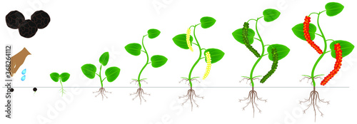 Cycle of growth of a plant of a black pepper isolated on a white background.