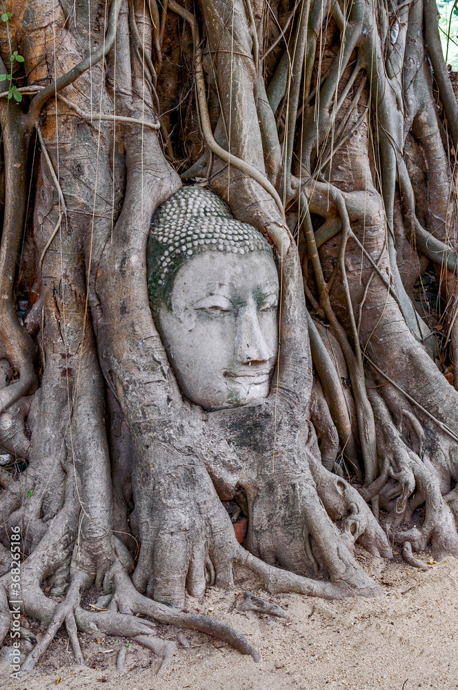 Stone face of Buddha in the Bodhi tree roots at Wat Phra Mahathat in Ayutthaya Thailand