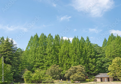 緑豊かな生田緑地（神奈川県川崎市）