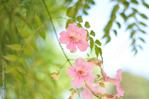 Flamboyant flowers waiting for the pollinator.