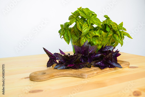 Fresh bunch of salad and basil, raw green, harvest from garden, healthy vegetarian food, concept on wooden table