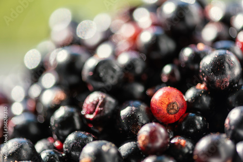 blackcurrant berries on blurred background