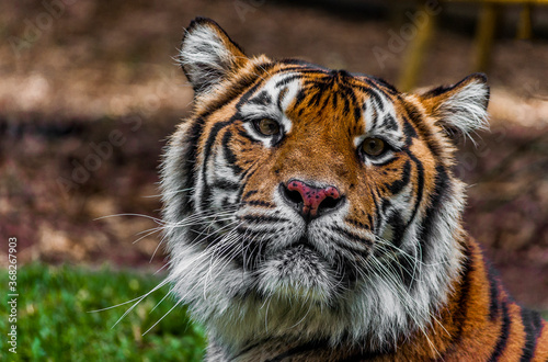 Sumatran tiger looking curiously at something 