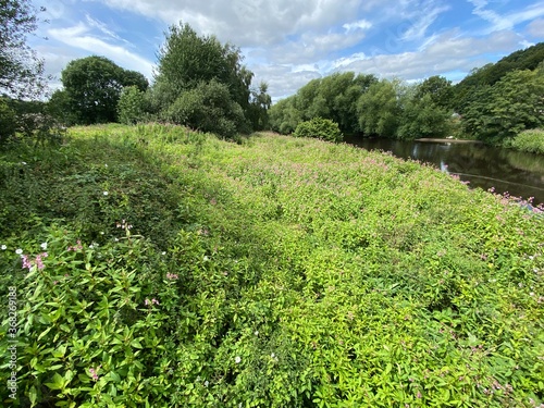 Wild plants and flowers  trees  and grass  on the bank of the River Calder near  Mirfield  Yorkshire  UK