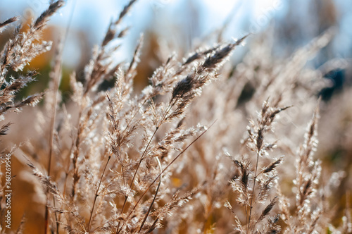 Close-up view of a field of wild-growing ears of plants