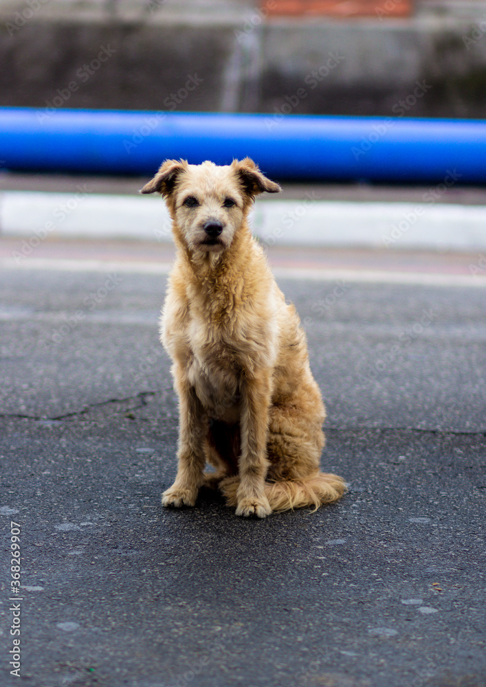 Obraz premium Portrait of an abandoned dog in the center of São Paulo.