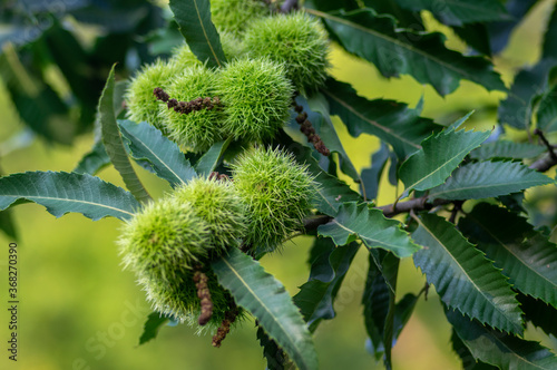 Castanea sativa ripening fruits in spiny cupules, edible hidden seed nuts hanging on tree branches