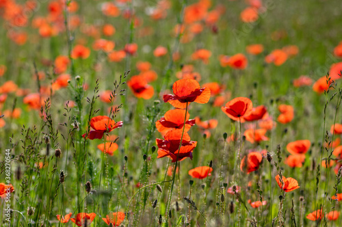 Papaver rhoeas common poppy seed bright red flowers in bloom  group of flowering plants on meadow  wild plants