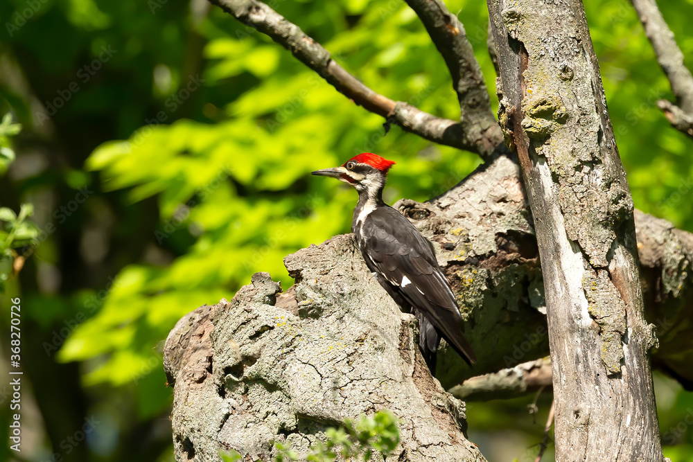 The pileated woodpecker sitting on a dry tree. The pileated woodpecker sitting on a dry tree.