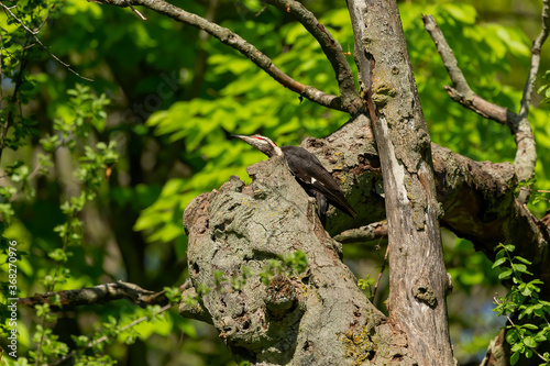 The pileated woodpecker sitting on a dry tree.