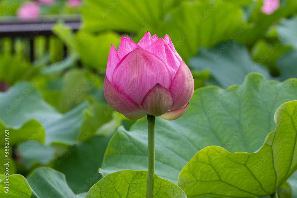 ハス(蓮)の花 ハス(蓮)の花
