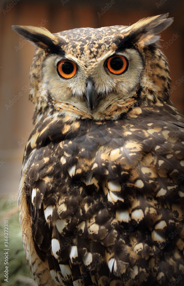 Fototapeta premium African Eagle owl