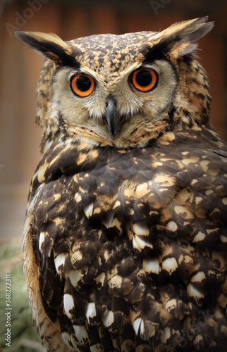 African Eagle owl