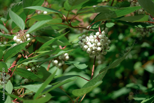 white berries on a branch of a garden tree