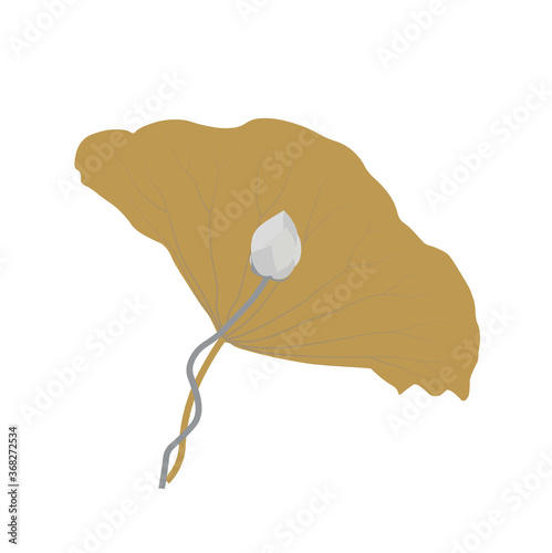 Vector stock illustration of a Lotus. Golden Lily. An exotic flower. An aquatic plant with broad leaves. Isolated on a white background.