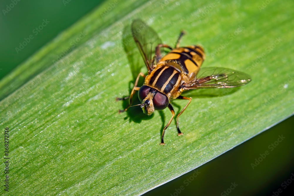 Fototapeta premium Gemeine Sumpfschwebfliege ( Helophilus pendulus ).