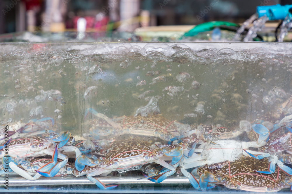 Crabs in a fish tank water in the restaurant. Motion of live Blue swimmer crab in the tank at Sea food market. Flower crab in oxygen tank.