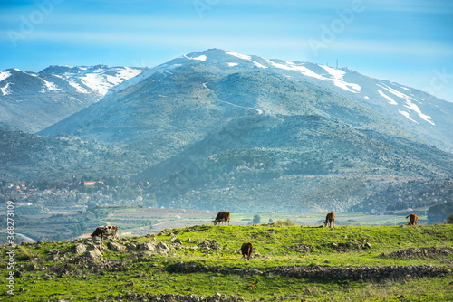 Fototapeta Naklejka Na Ścianę i Meble -  Peaceful landscape of Golan Heights: view of snow-capped Mount Hermon on a border with Syria and Lebanon - Israel's only ski resort, with brown cows grazing in a green pasture; Northern Israel
