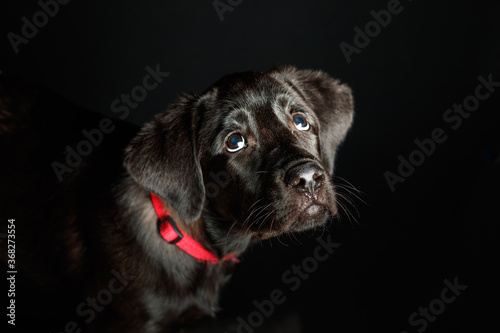 Puppy happy labrador dog in studio lighting © John