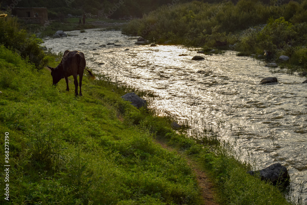 Fototapeta premium cow grazing on riverside