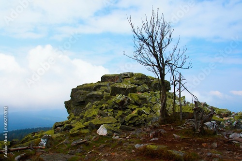  Jeseniky. A tree on a rock on top of a mountain in Moravia in the Czech Republic.