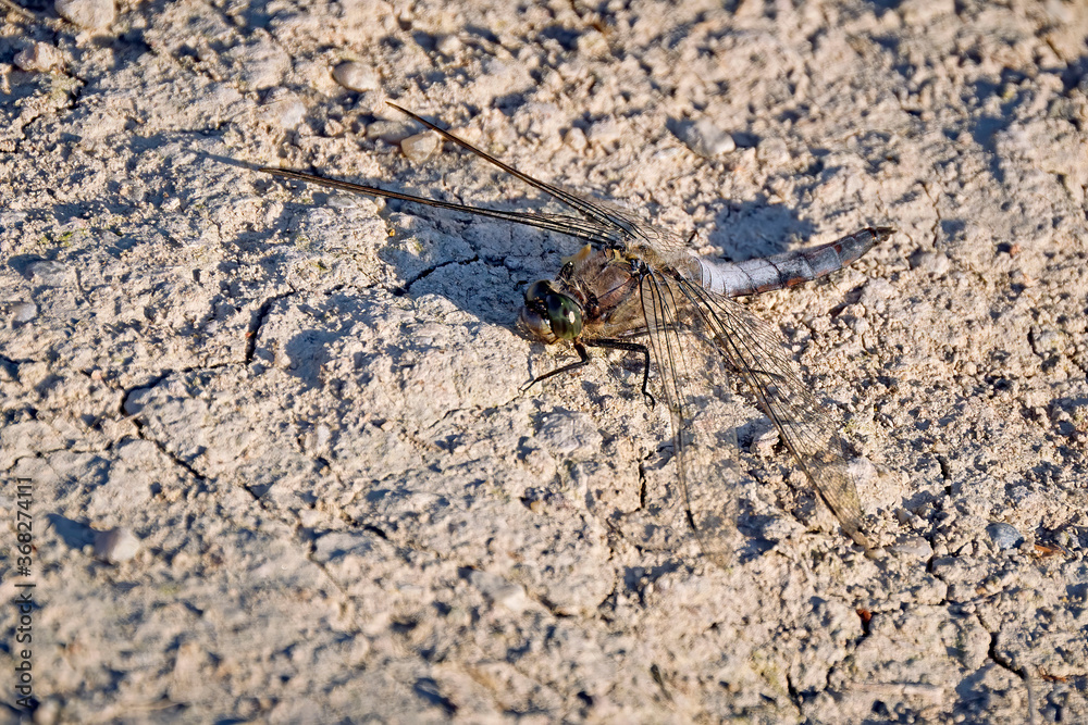 Großer Blaupfeil ( Orthetrum cancellatum ). Großer Blaupfeil ( Orthetrum cancellatum ).