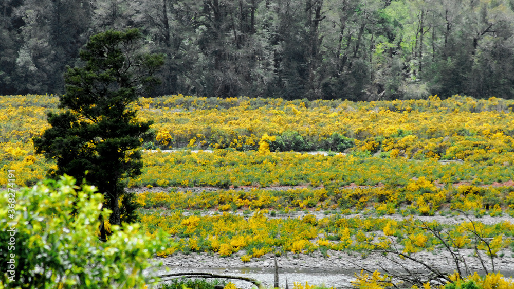 Obraz premium New Zealand- Beautifully Colorful Blooms and Trees