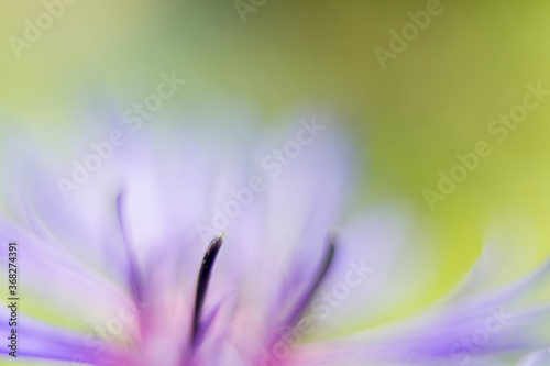 Macro photo of purple cornflower in the summer garden