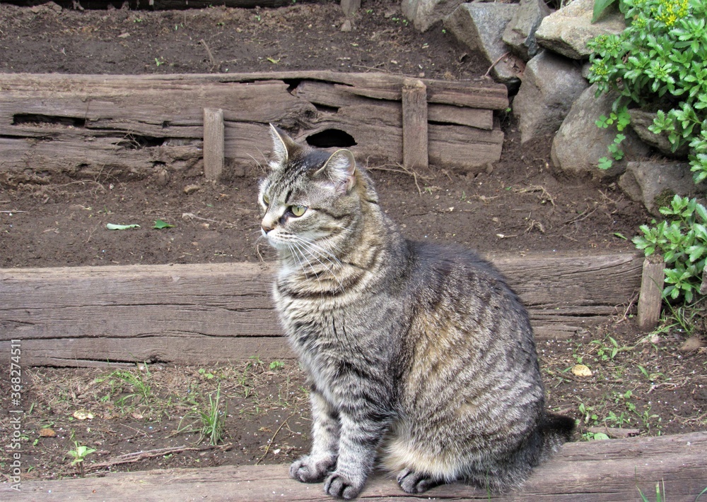 Beautiful female striped gray and tan tabby cat sitting outside in a garden on wooden steps Beautiful female striped gray and tan tabby cat sitting outside in a garden on wooden steps
